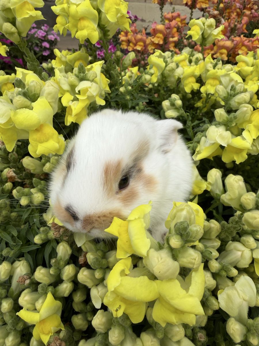 Lionhead Baby Bunnies - Hand raised