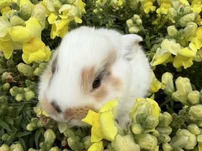 Lionhead Baby Bunnies - Hand raised
