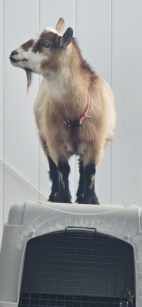 Nigerian Dwarf Doe (in milk)