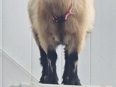 Nigerian Dwarf Doe (in milk)
