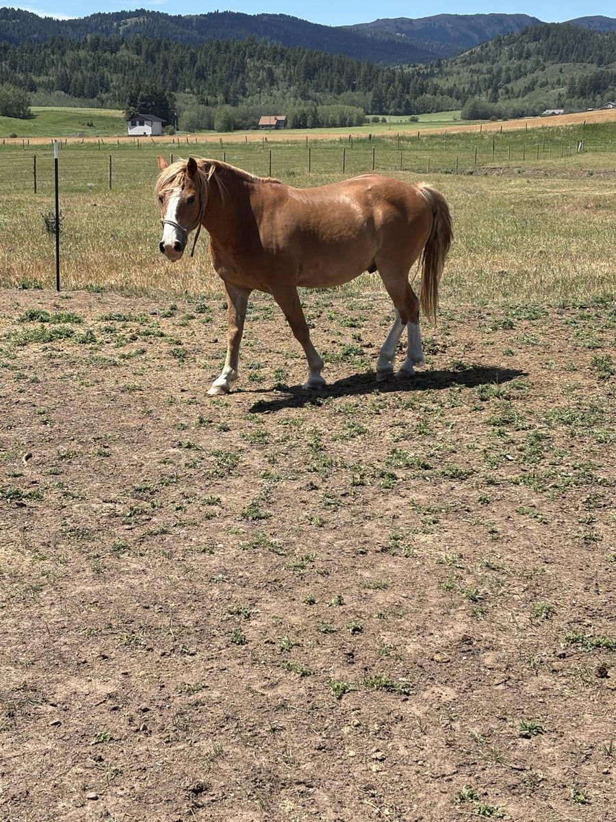 Haflinger