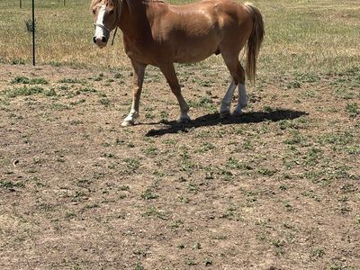 Haflinger