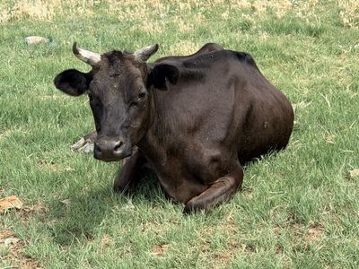 Milk cow