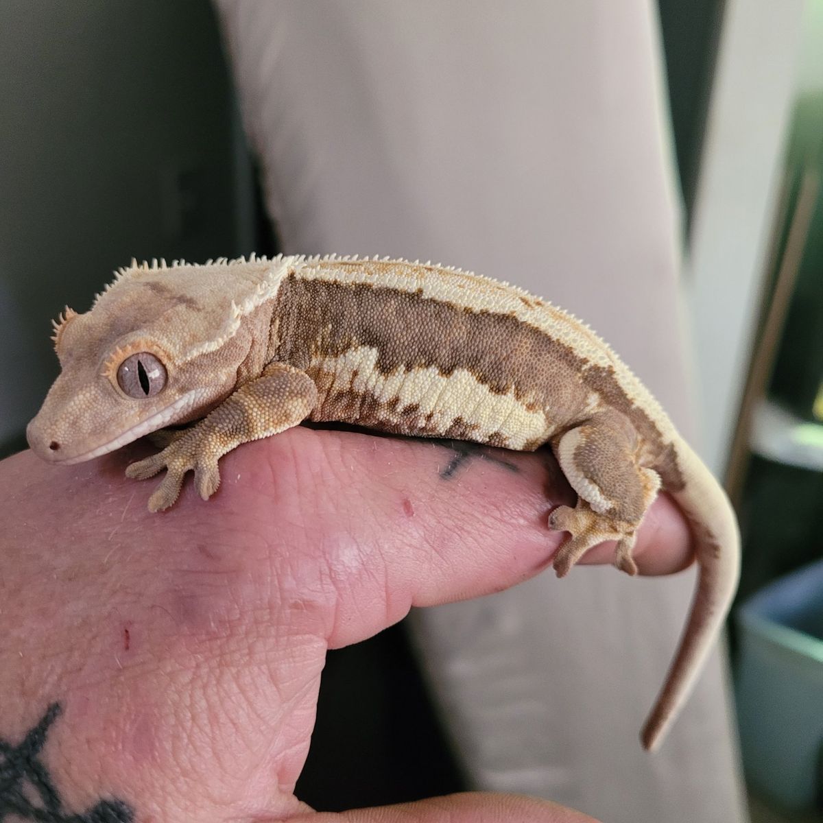 1 year old male crested gecko