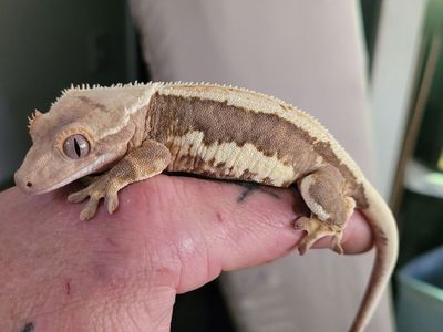 1 year old male crested gecko