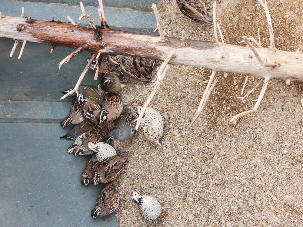 California (Valley) Quail