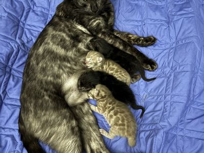 TICA Bengal kittens