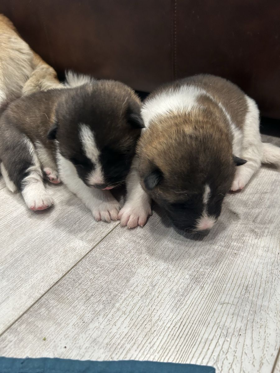 Akita Puppies