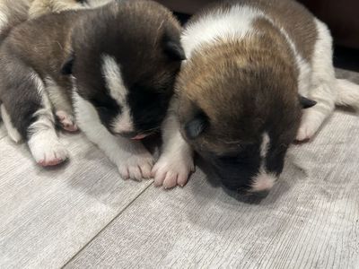 Akita Puppies