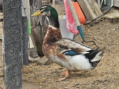 Silver Appleyard Duck Hatching Eggs