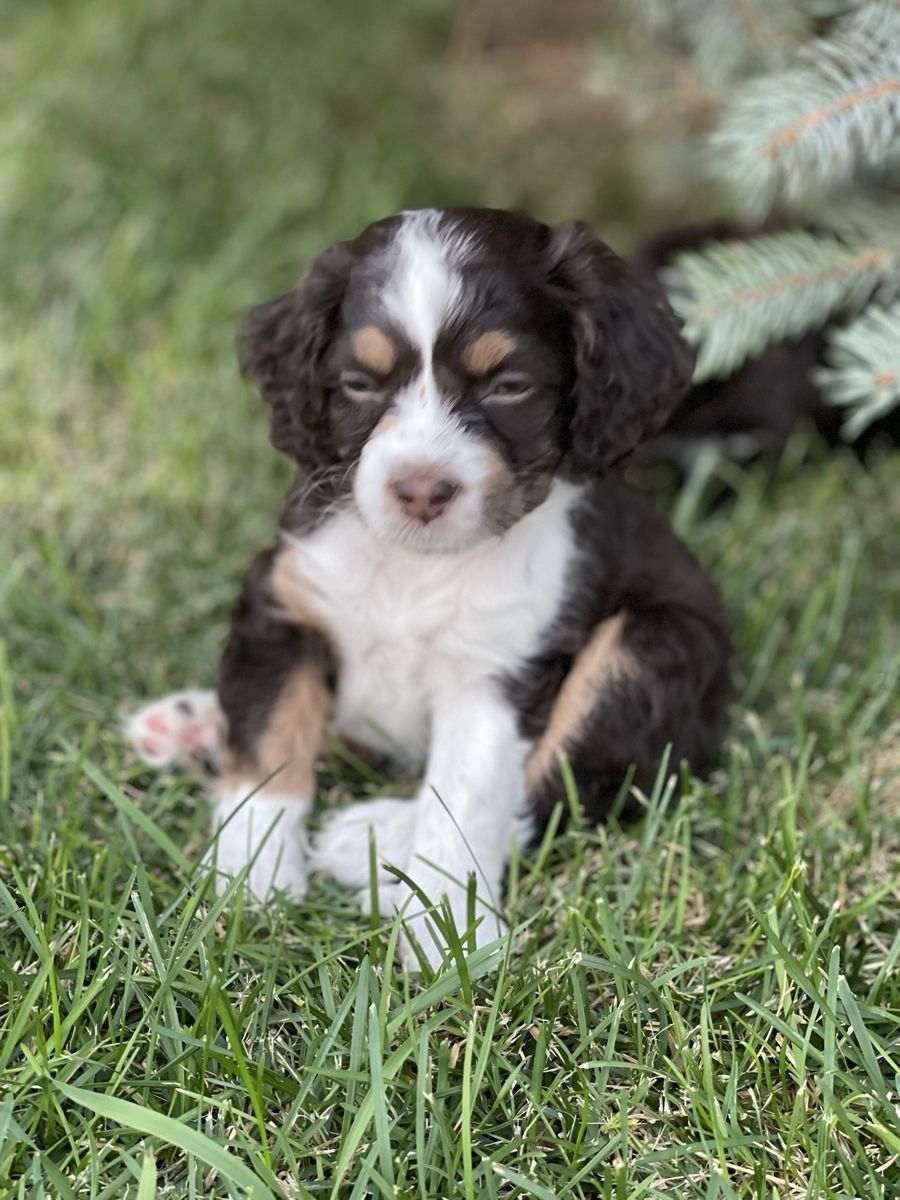 Cockapoo Cocker Spaniel Doodle
