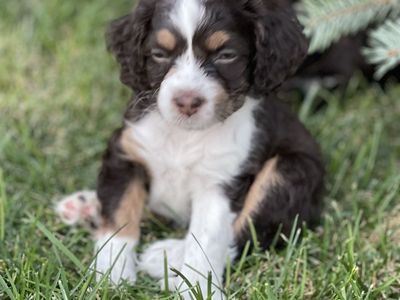 Cockapoo Cocker Spaniel Doodle