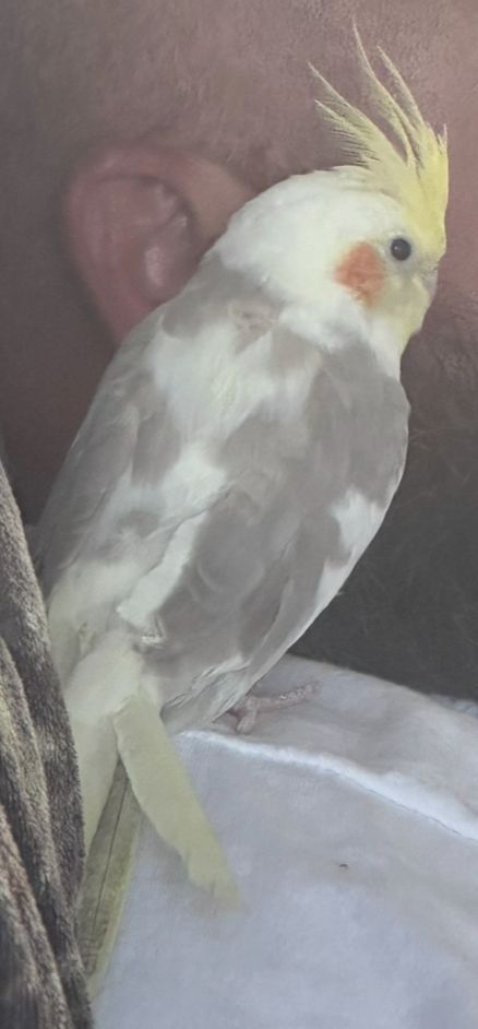 Cockatiel