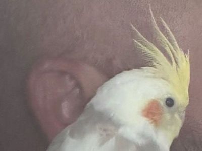 Cockatiel