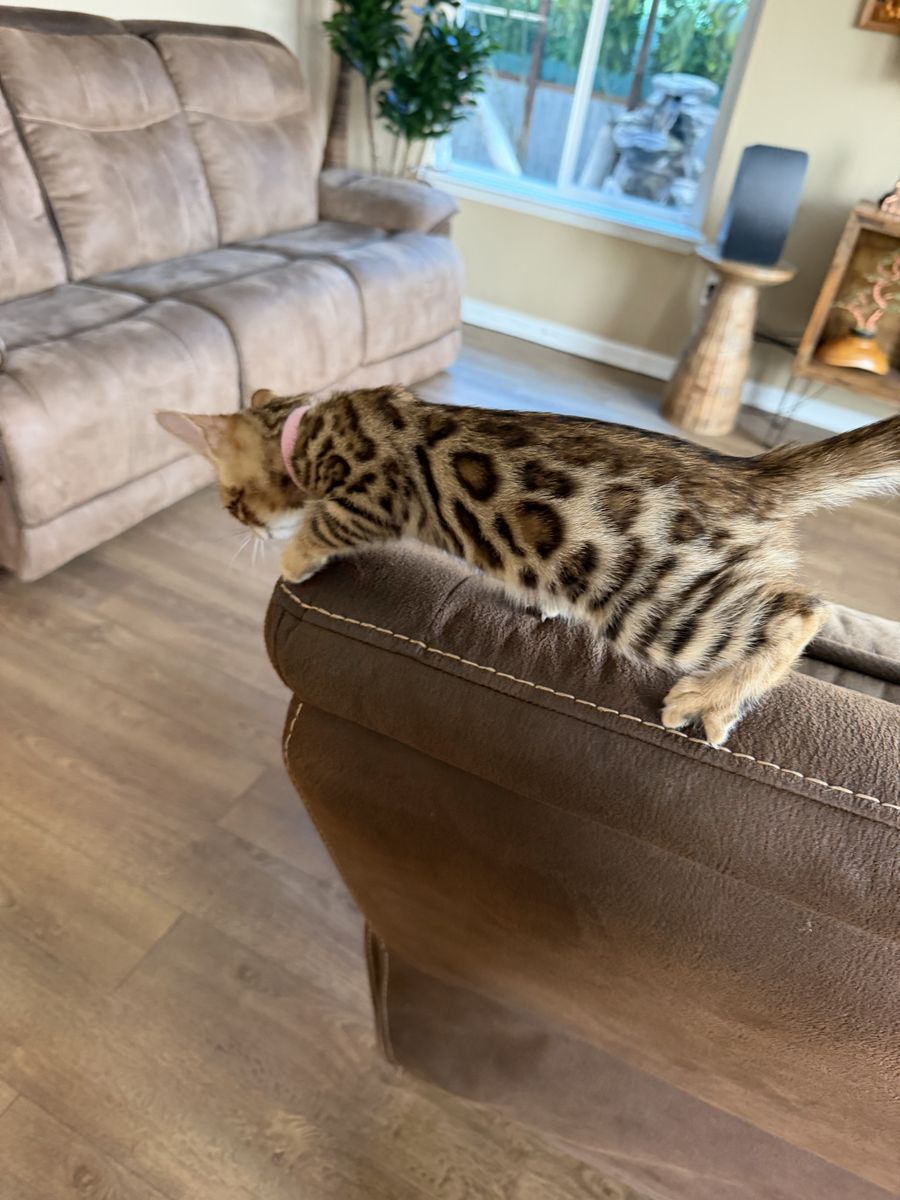 Adorable Bengal Kittens- Seeking Forever Home