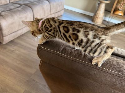 Adorable Bengal Kittens- Seeking Forever Home