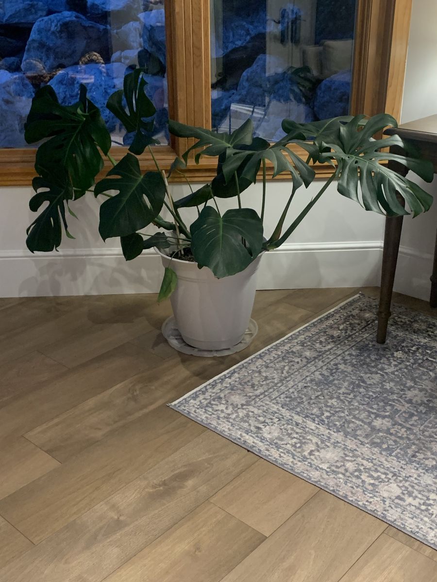 Monstera Plant