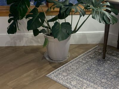 Monstera Plant