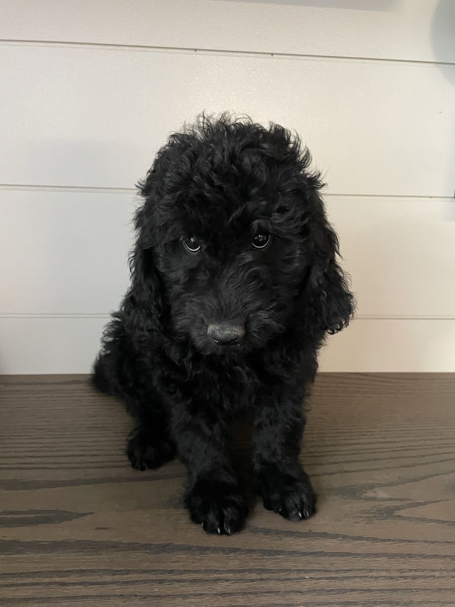 Medium F1B Goldendoodles