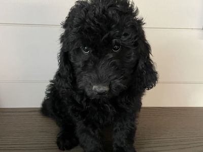 Medium F1B Goldendoodles