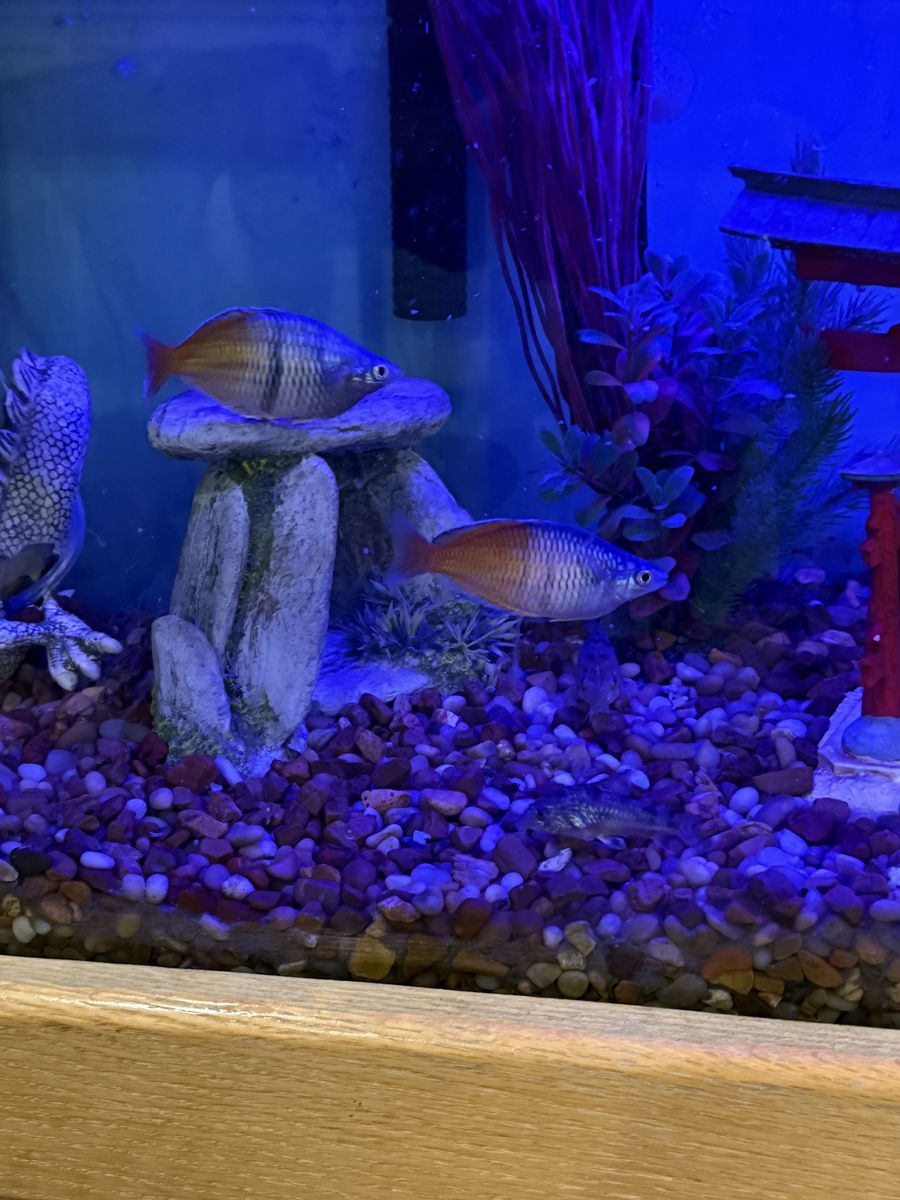 Boesemani Rainbow Fish