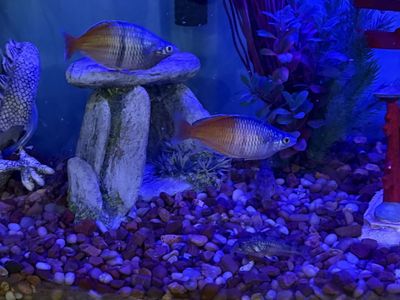 Boesemani Rainbow Fish