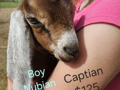 5 Nubian Goat Bucklings