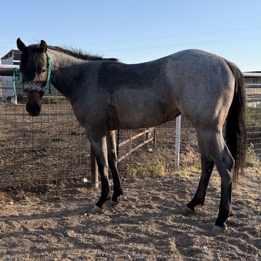 2024 Bay Roan Filly
