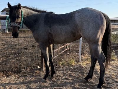 2024 Bay Roan Filly