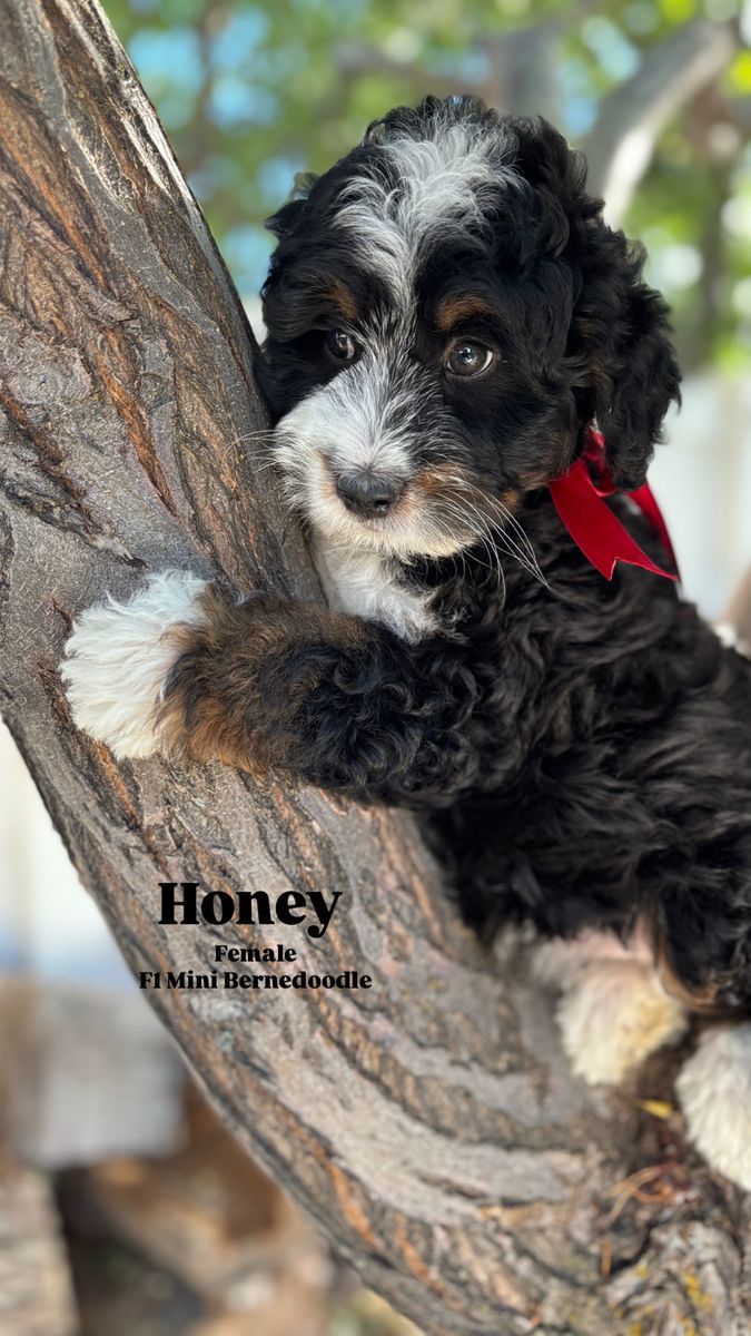 F1 Mini Bernedoodle - Ready for homes