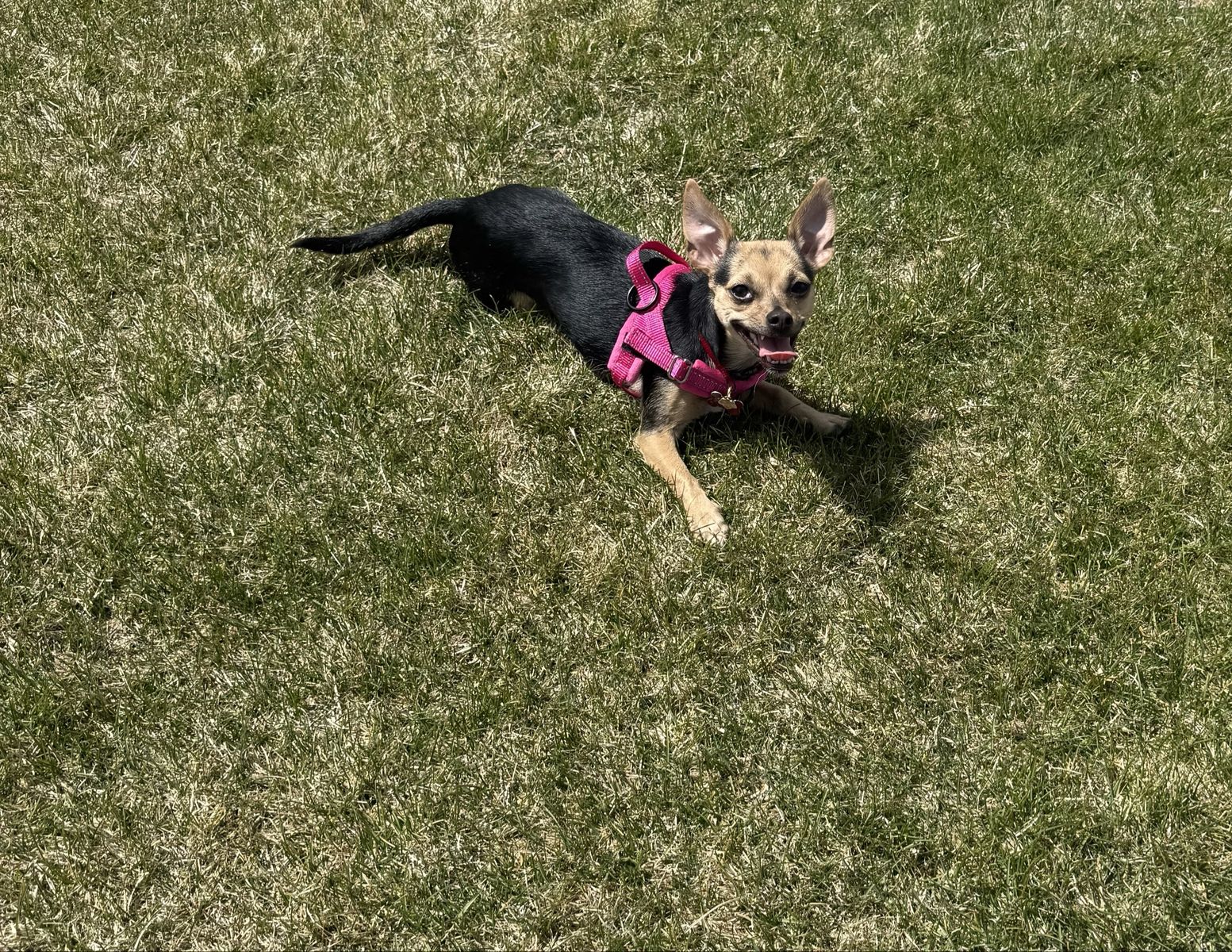 Chihuahua