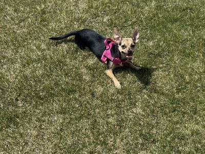 Chihuahua