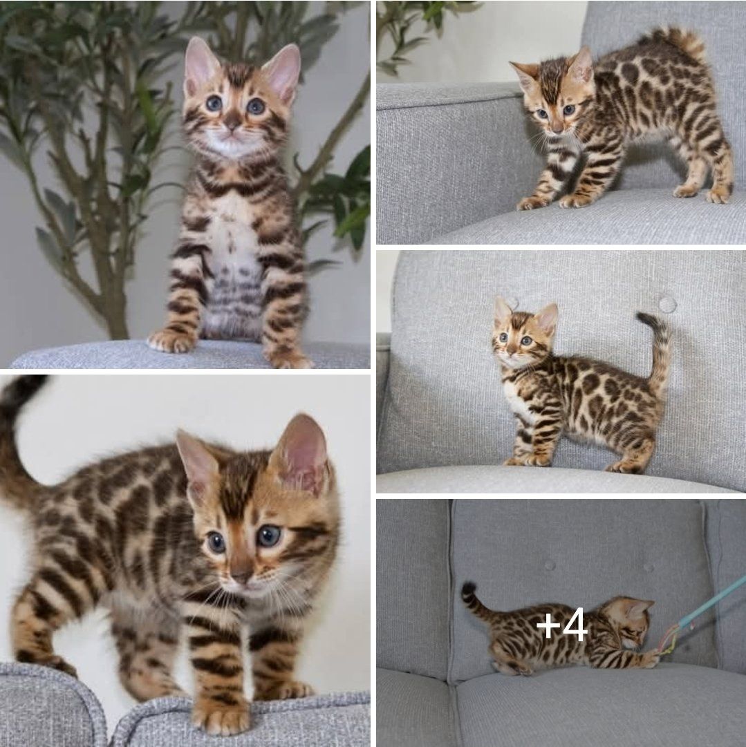 TICA Registered Bengal Cattery - Kittens available