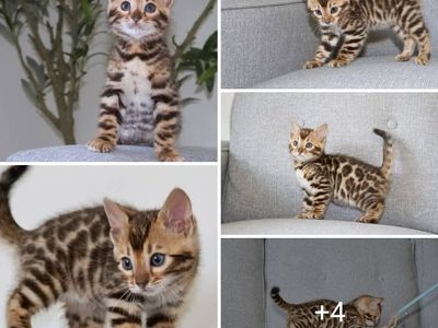 TICA Registered Bengal Cattery - Kittens available