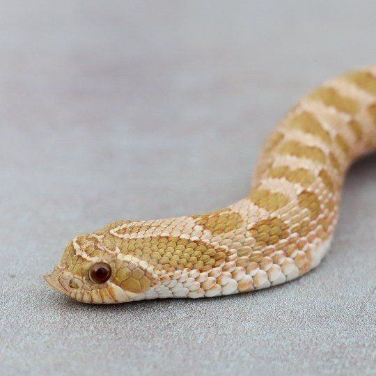 Evans Hypo Hognose Male (Snake)