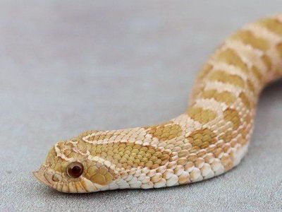 Evans Hypo Hognose Male (Snake)