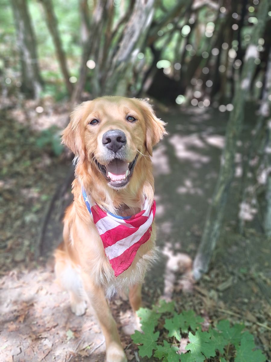 Beautiful AKC Registered Golden Retriever- PROVEN STUD