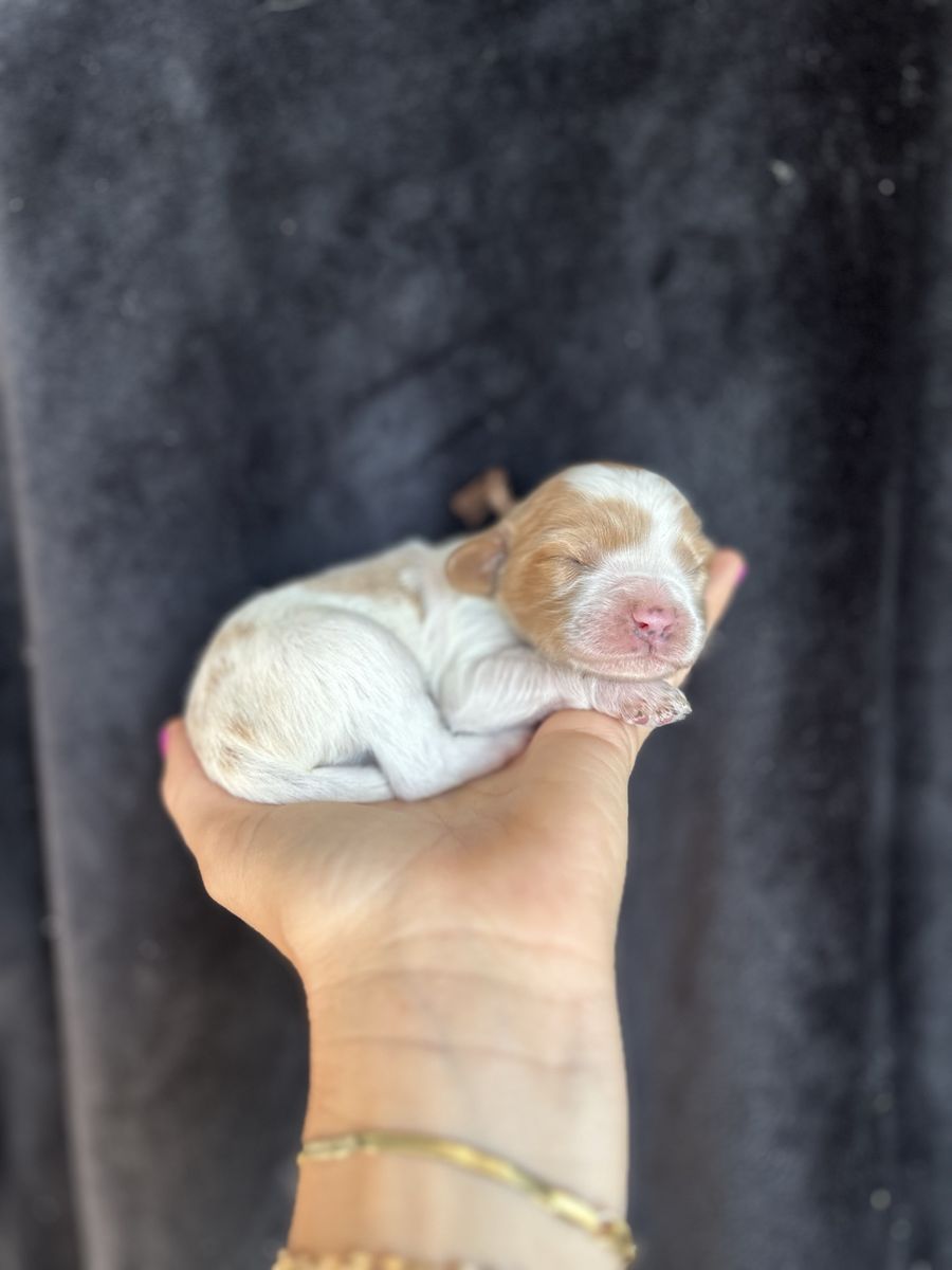 Cavapoo Puppies COMING SOON!