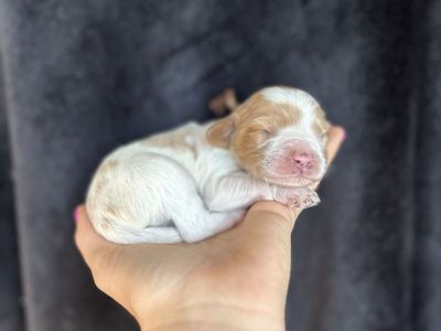 Cavapoo Puppies COMING SOON!