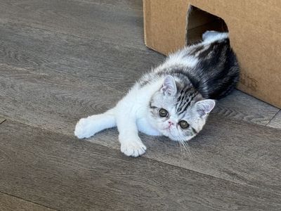 Persian exotic shorthair