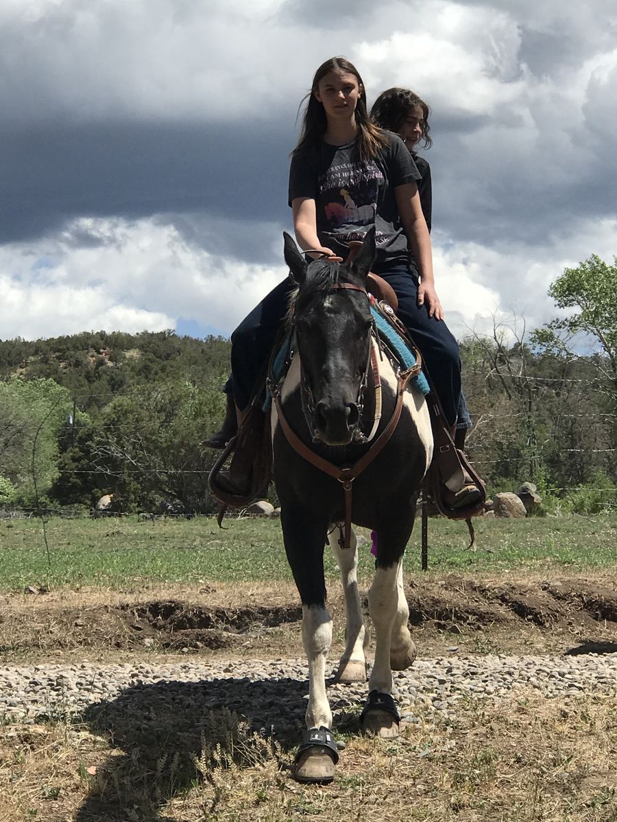 Mare for monthly lease