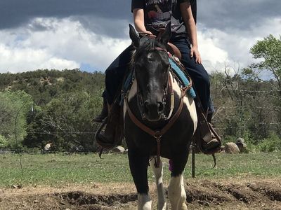 Mare for monthly lease