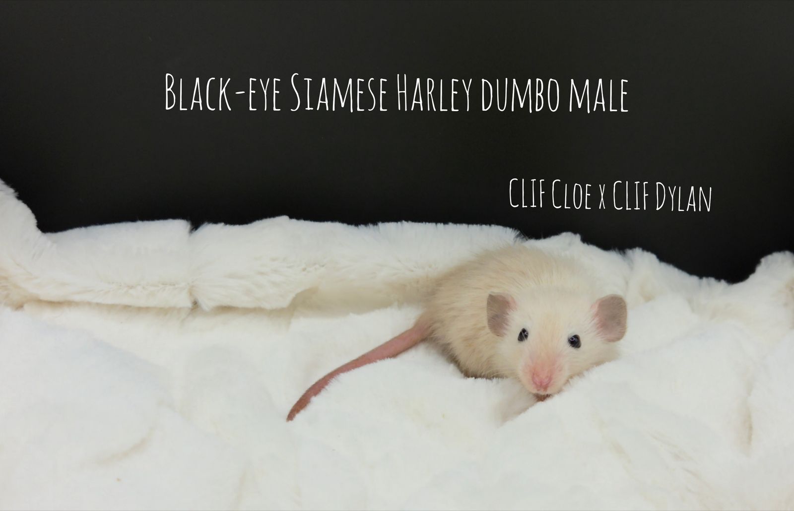 Stargazer Rattery (Pet Rats)