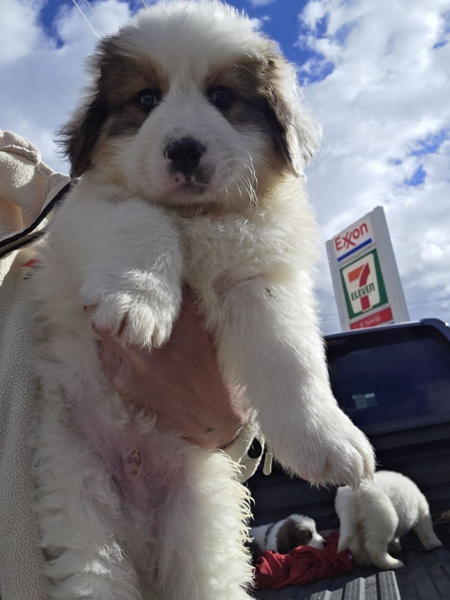Beautiful Bernese Mix Puppies 8 Weeks Old