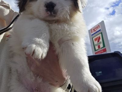 Beautiful Bernese Mix Puppies 8 Weeks Old
