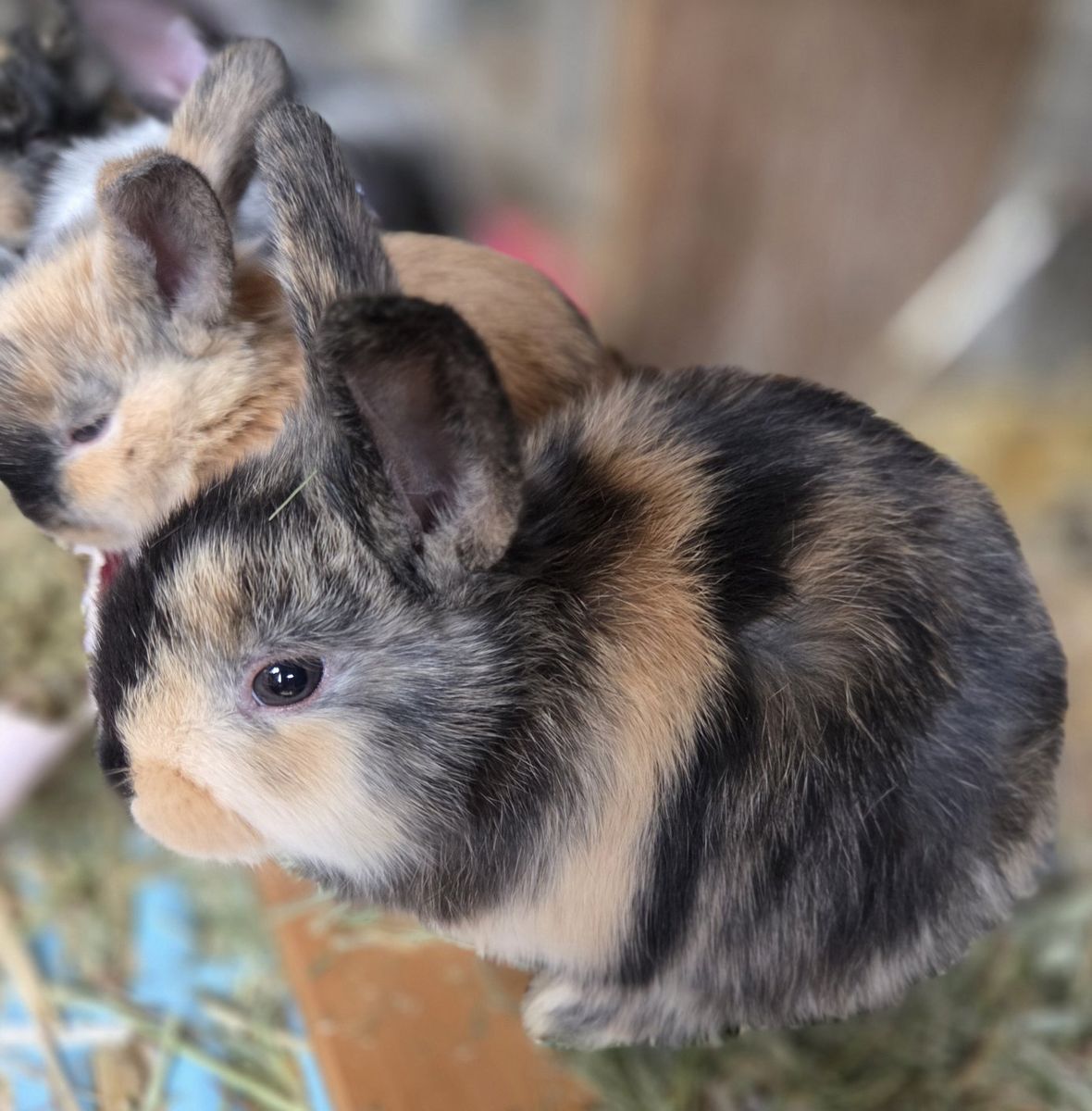 Baby Harlequin Bunny Rabbits