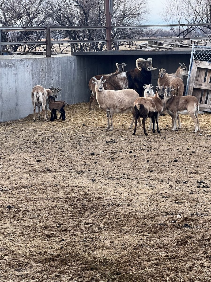 Hair Sheep Ewes