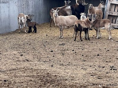 Hair Sheep Ewes