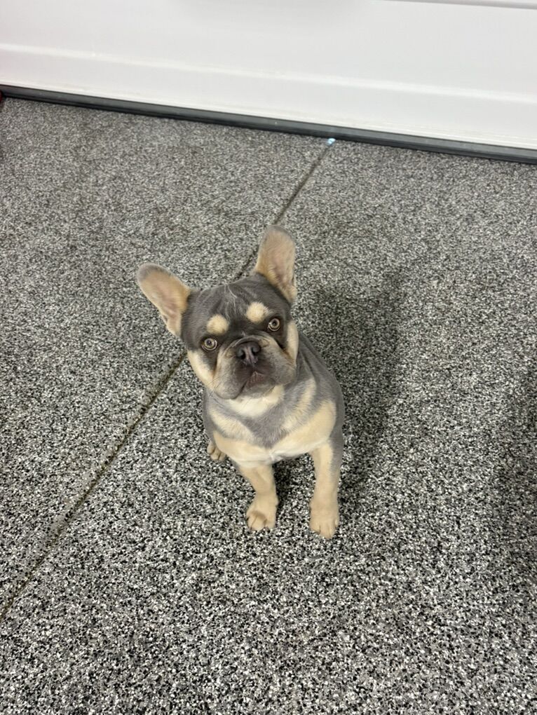 Pure Bread french Bulldog