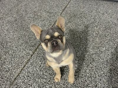 Pure Bread french Bulldog